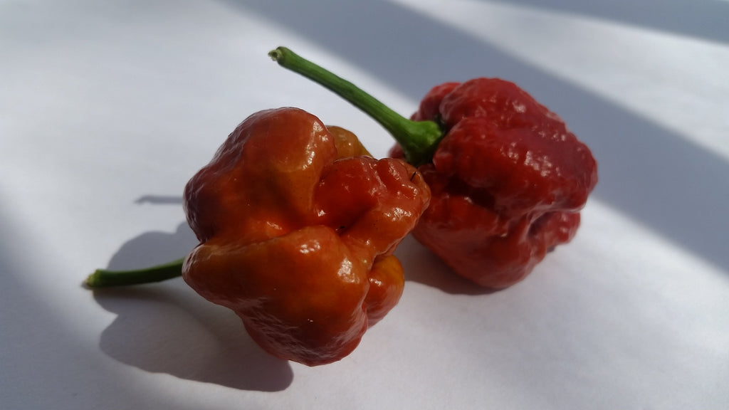Moruga Scorpion Caramel - Seeds
