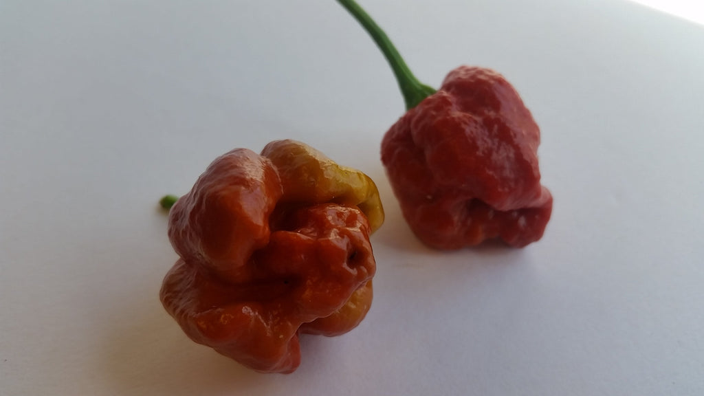 Moruga Scorpion Caramel - Seeds