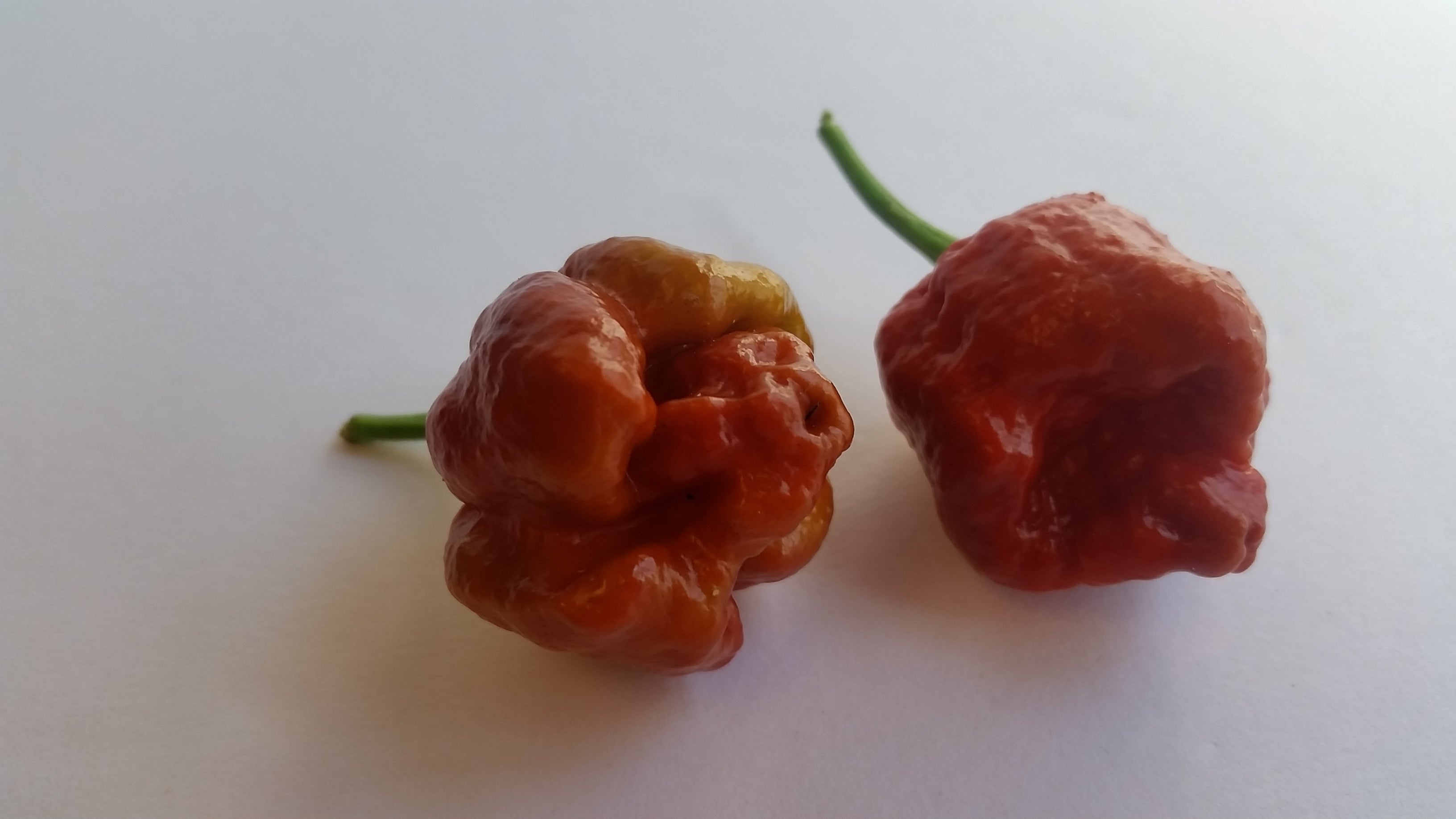 Moruga Scorpion Caramel - Seeds