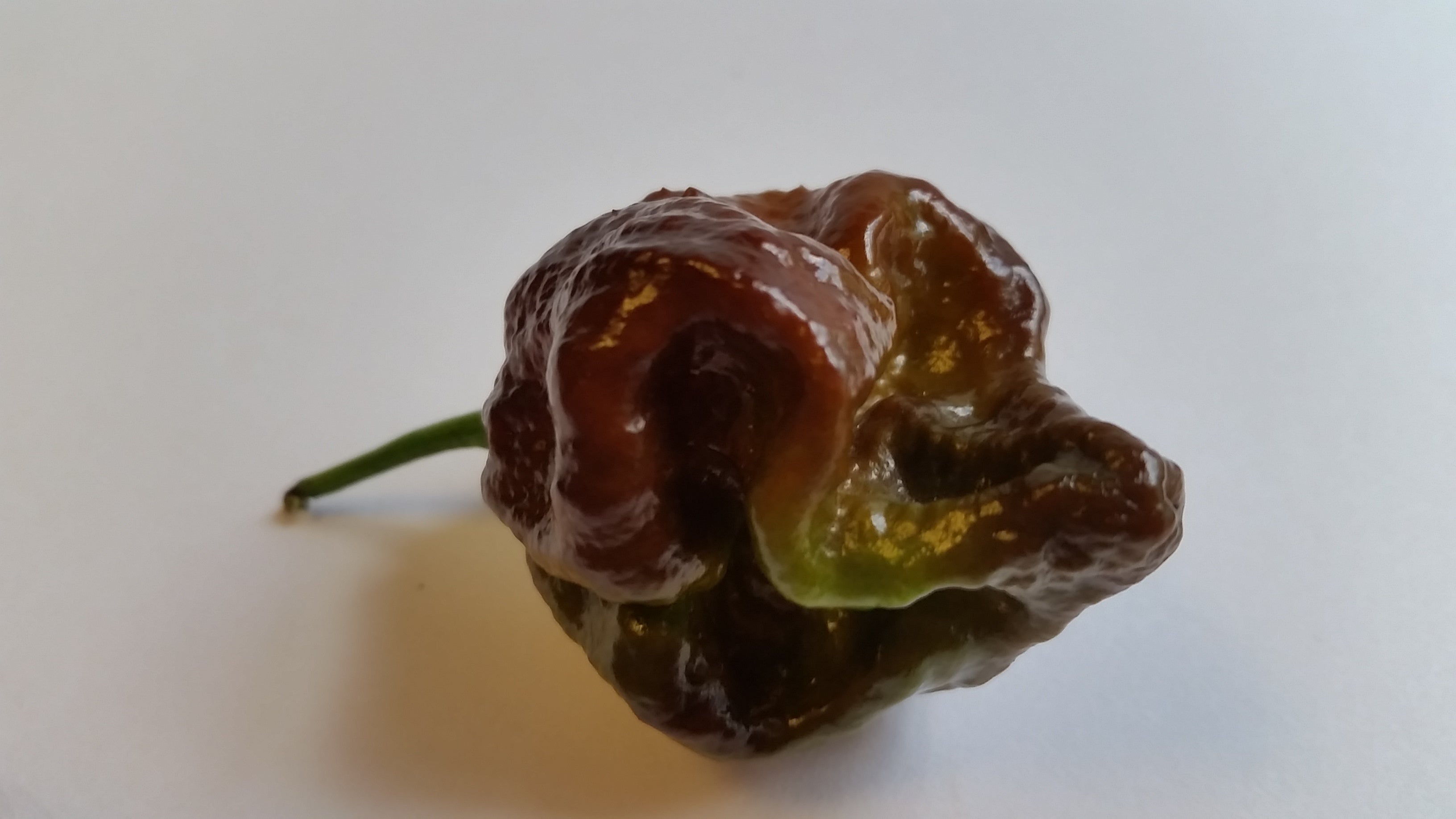 Box of Chocolates - Pepper Seeds Combo Pack (8 Varieties) - Seeds