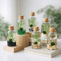 Small Alchemist Terrariums Set of Six