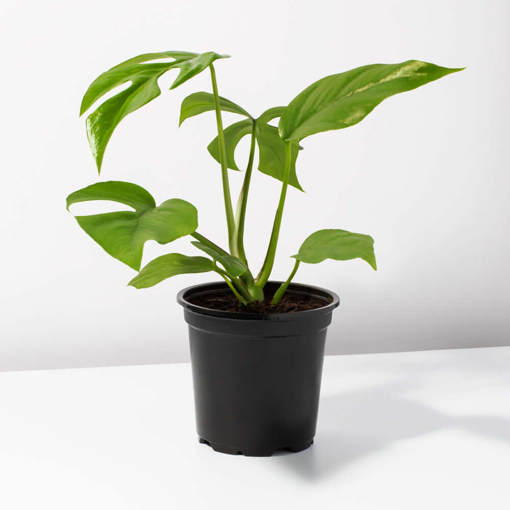 Monstera Ginny Mini Leaf Rhaphidophora tetrasperma