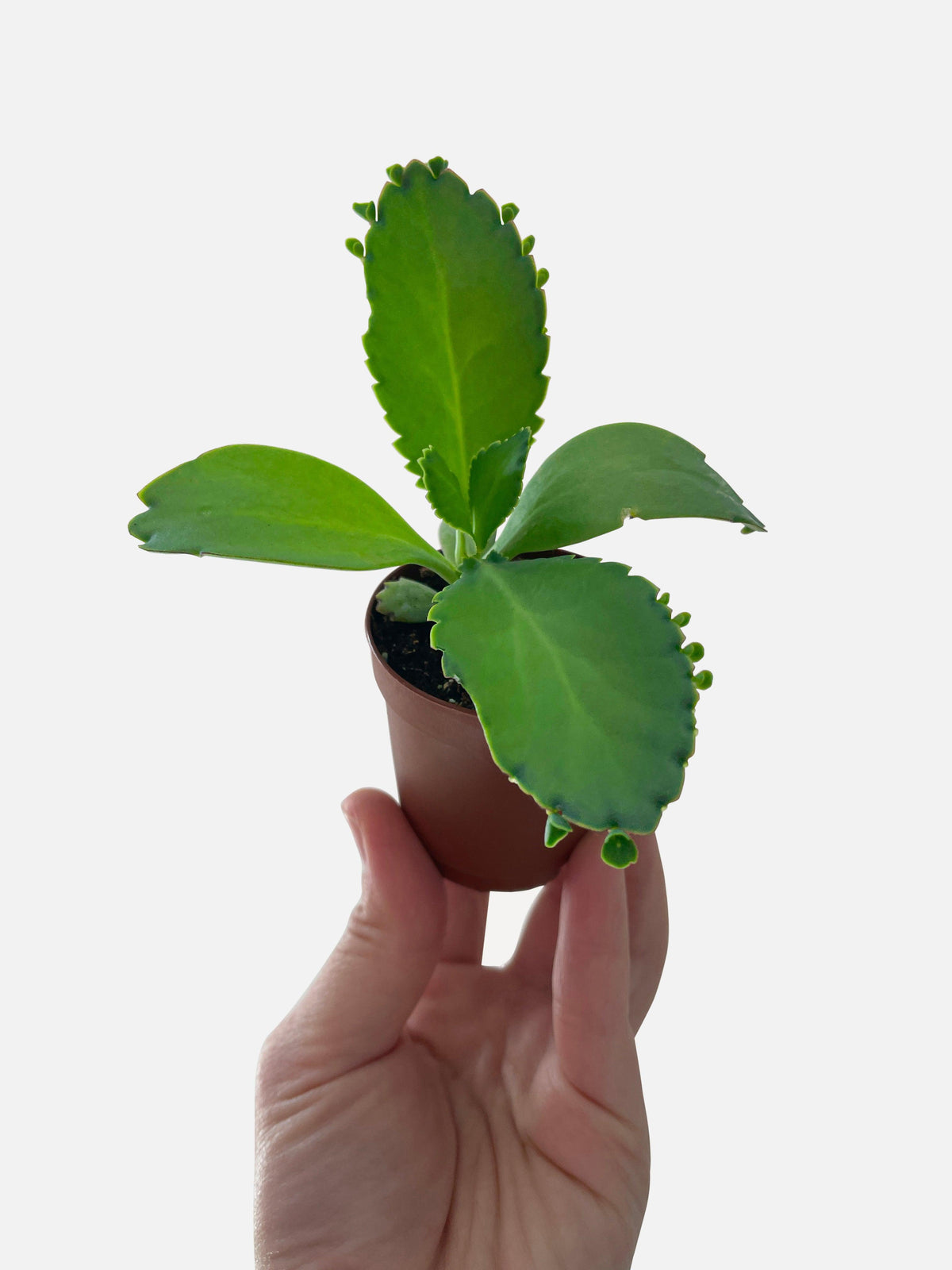 Kalanchoe Daigremontiana 'Mother of Thousands' Succulent