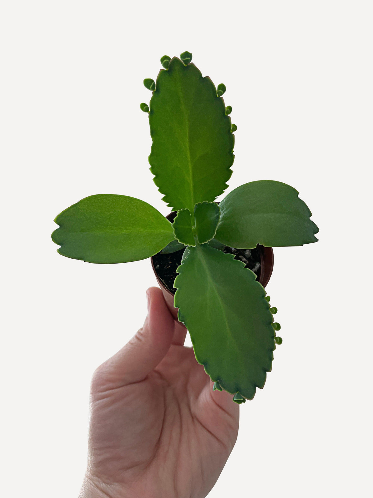 Kalanchoe Daigremontiana 'Mother of Thousands' Succulent