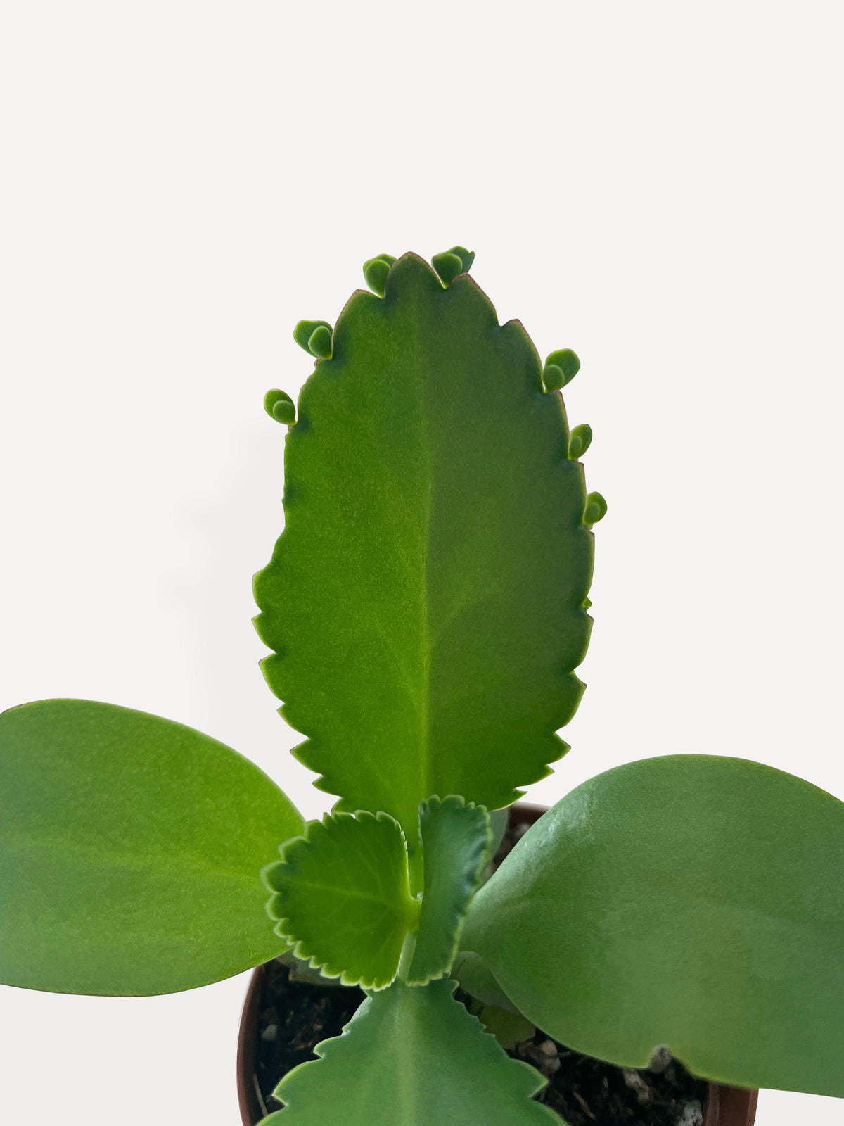 Kalanchoe Daigremontiana 'Mother of Thousands' Succulent