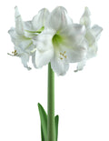Mount Blanc Amaryllis - 22-26 cm bulb