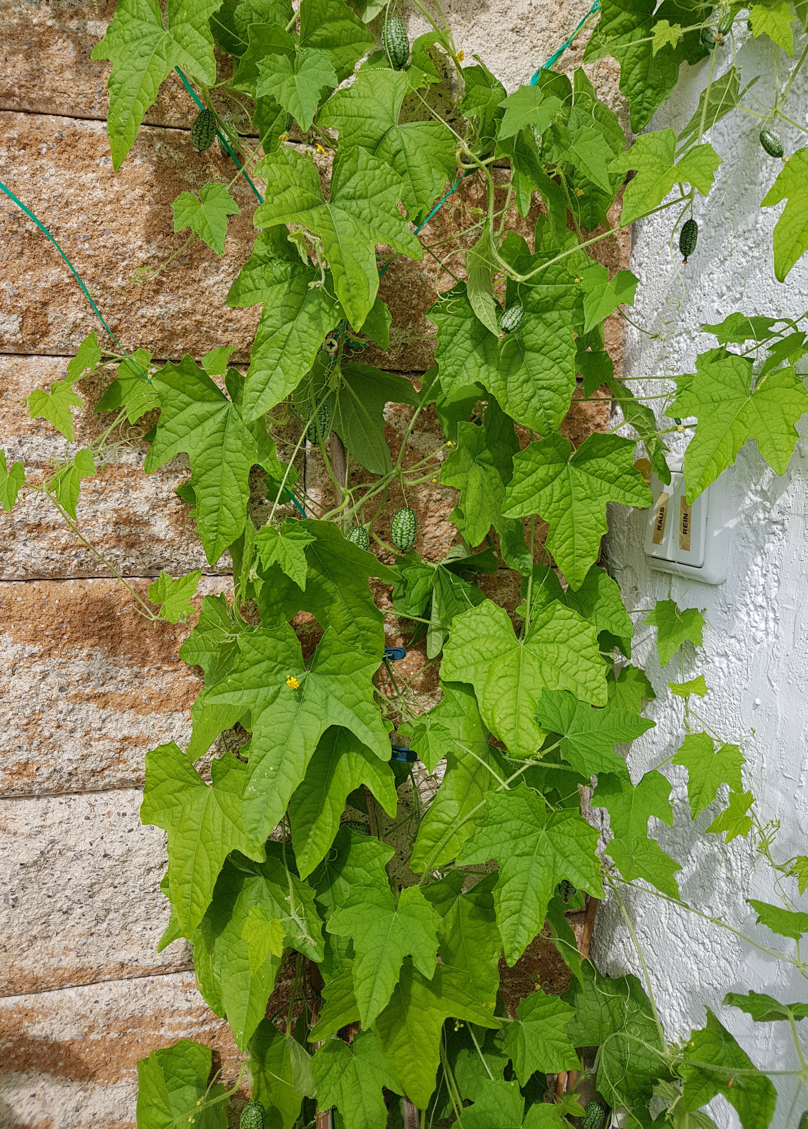 Mouse Melon (Melothria scabra)