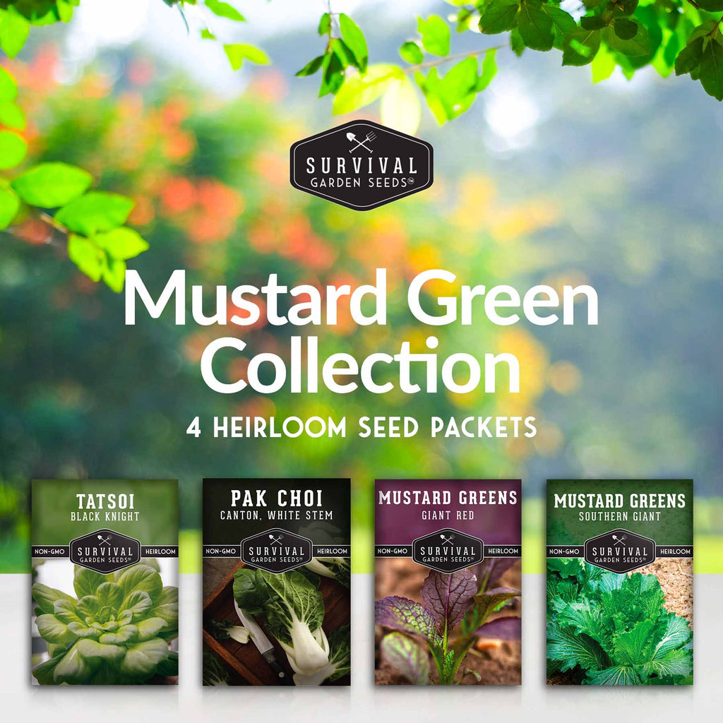 Mustard & Asian Greens Seed Collection – 4 Heirloom Non-GMO Varieties: Tatsoi, Southern Giant, Giant Red & Pak Choi for Year-Round Garden Harvests