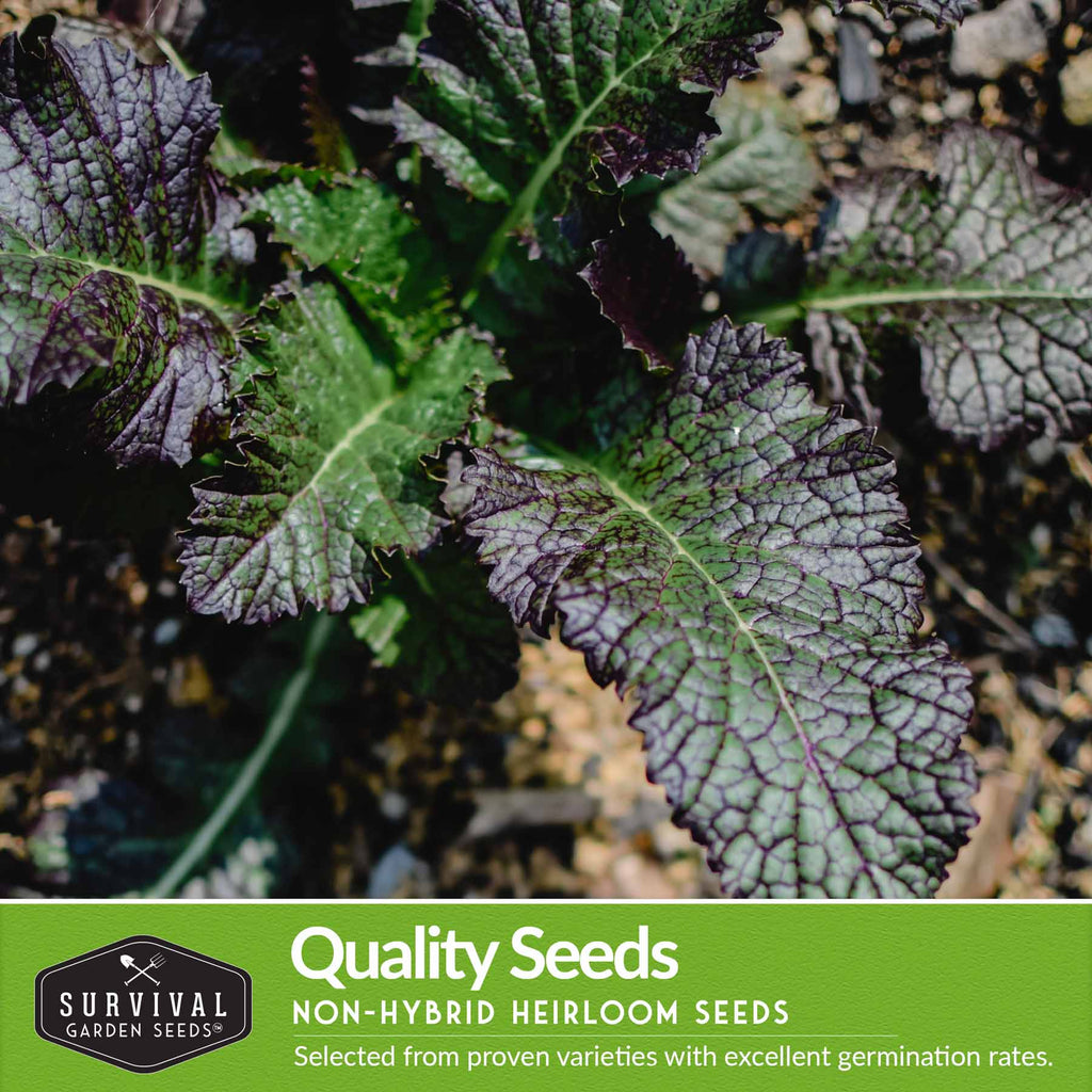 Mustard & Asian Greens Seed Collection – 4 Heirloom Non-GMO Varieties: Tatsoi, Southern Giant, Giant Red & Pak Choi for Year-Round Garden Harvests