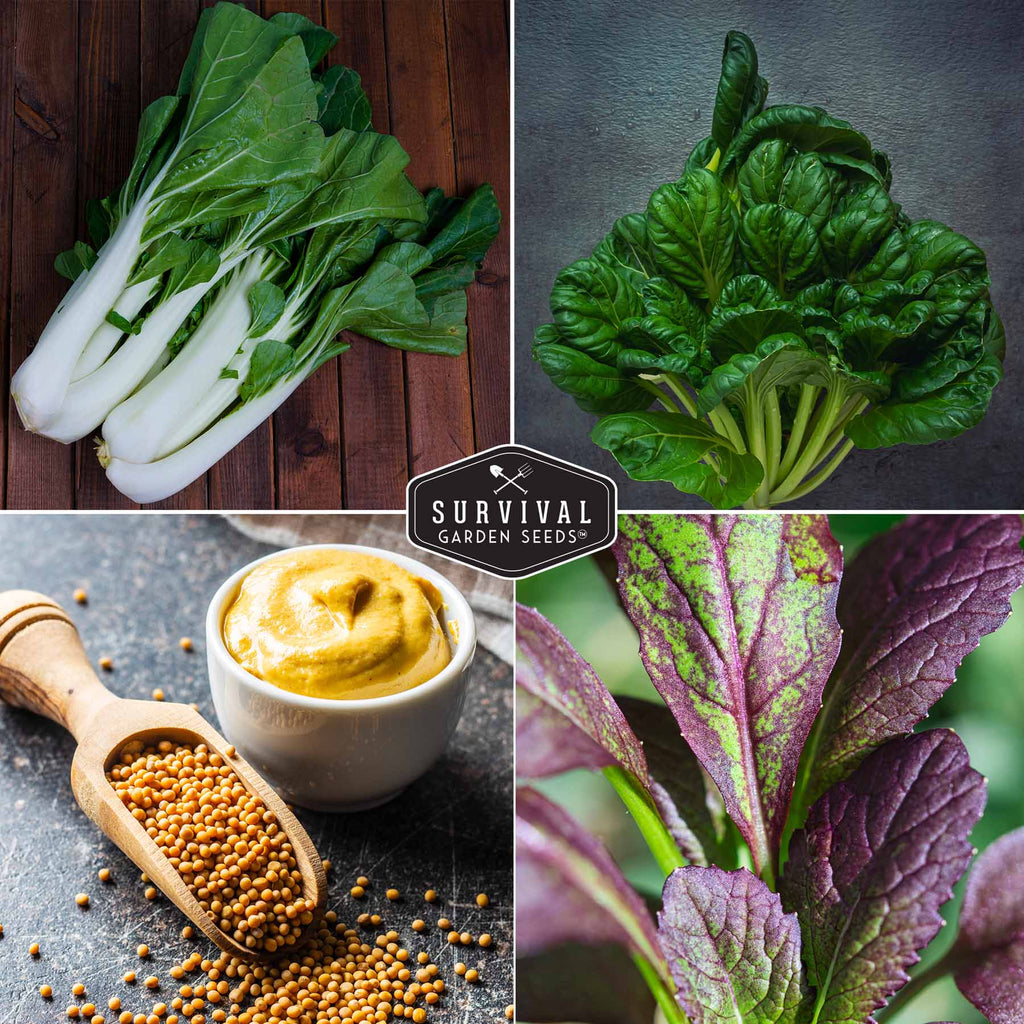 Mustard & Asian Greens Seed Collection – 4 Heirloom Non-GMO Varieties: Tatsoi, Southern Giant, Giant Red & Pak Choi for Year-Round Garden Harvests