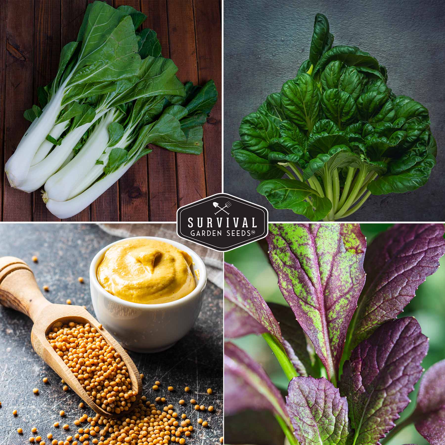 Mustard & Asian Greens Seed Collection – 4 Heirloom Non-GMO Varieties: Tatsoi, Southern Giant, Giant Red & Pak Choi for Year-Round Garden Harvests