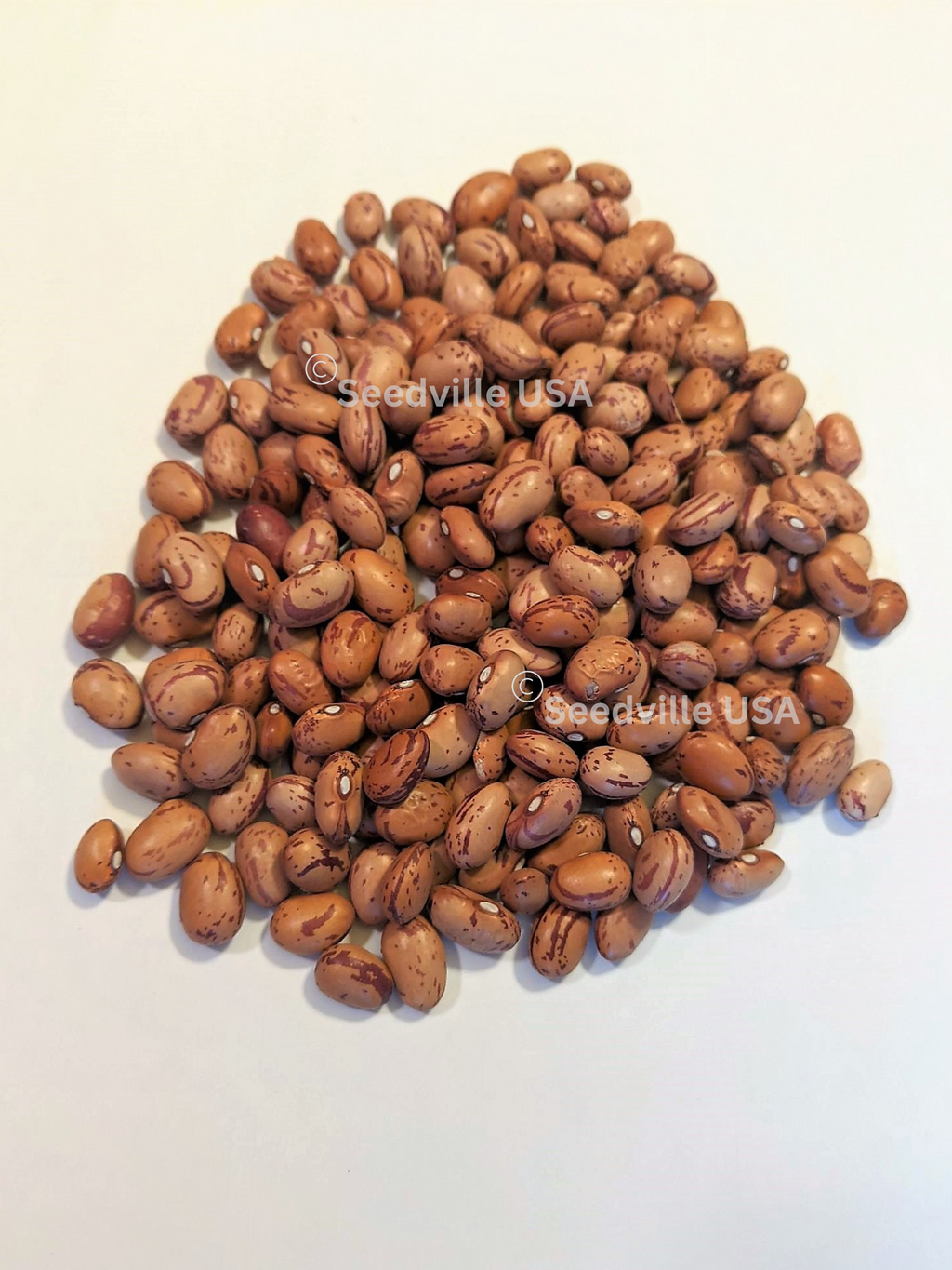 Netre Bhena 25 DWARF HORTICULTURE BEAN Taylor Long French Phaseolus Vulgaris Veget ...