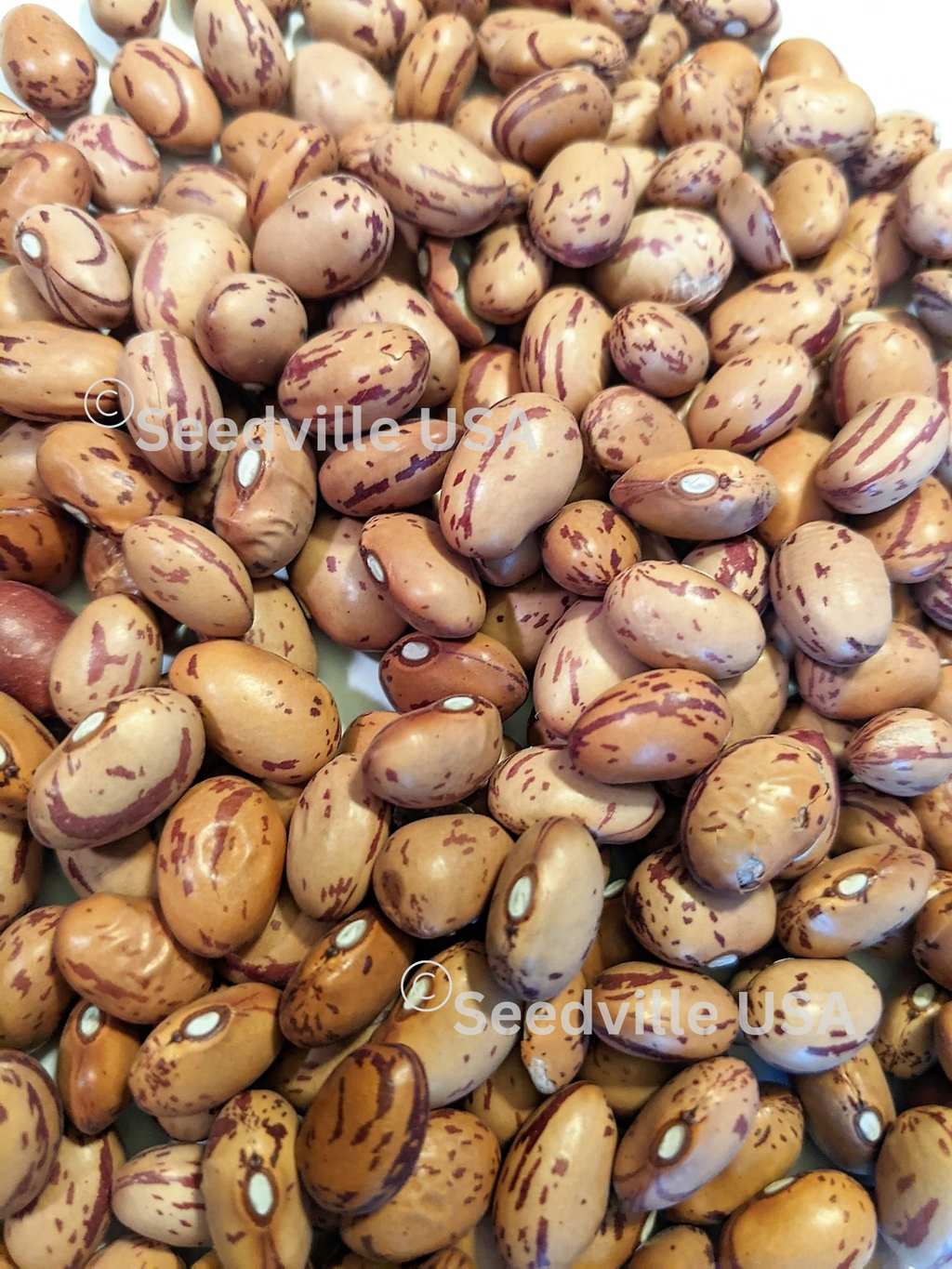 25 DWARF HORTICULTURE BEAN Taylor Long French Phaseolus Vulgaris Vegetable Seeds