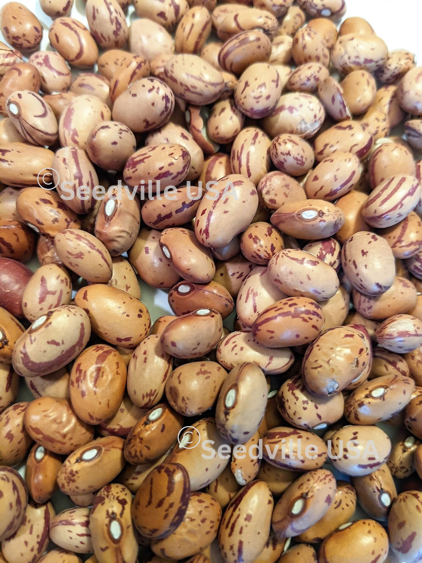 25 DWARF HORTICULTURE BEAN Taylor Long French Phaseolus Vulgaris Vegetable Seeds