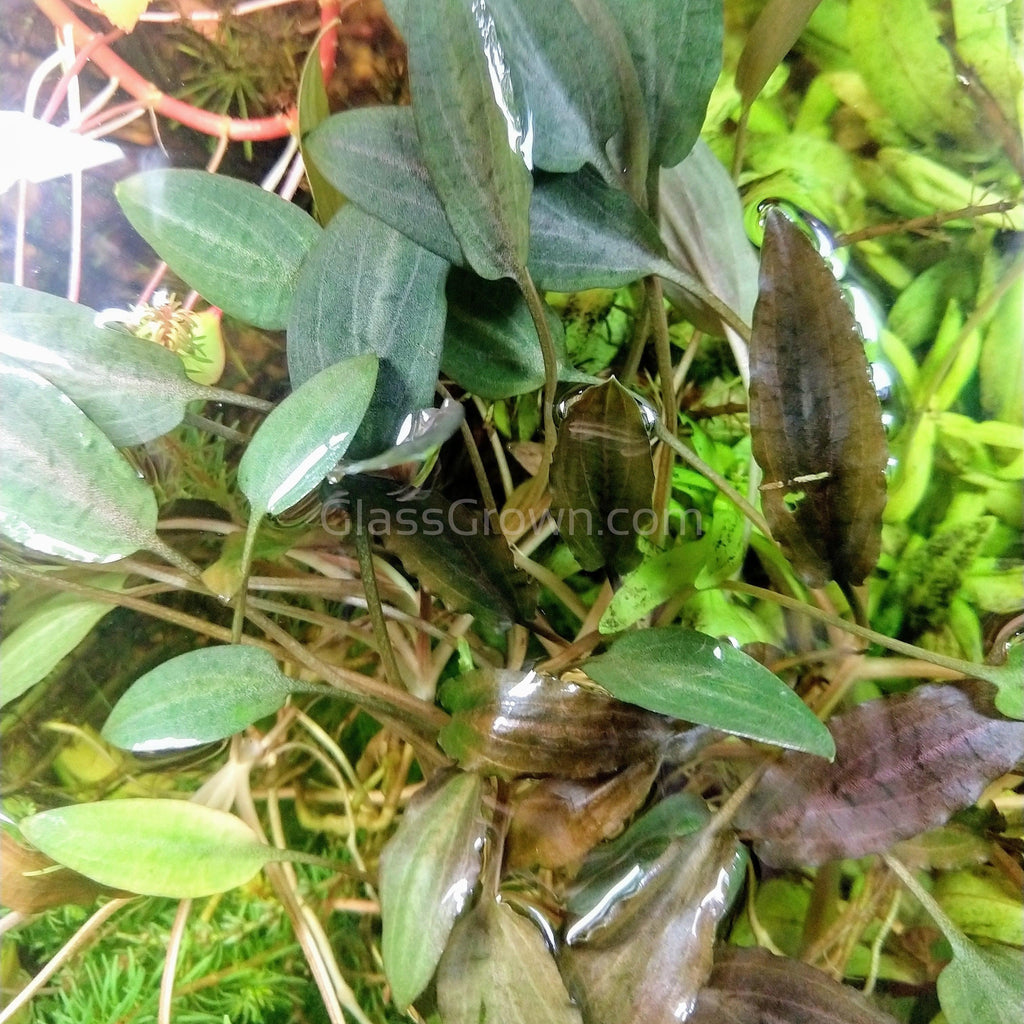 Grower's Choice Cryptocoryne (6 Plants)
