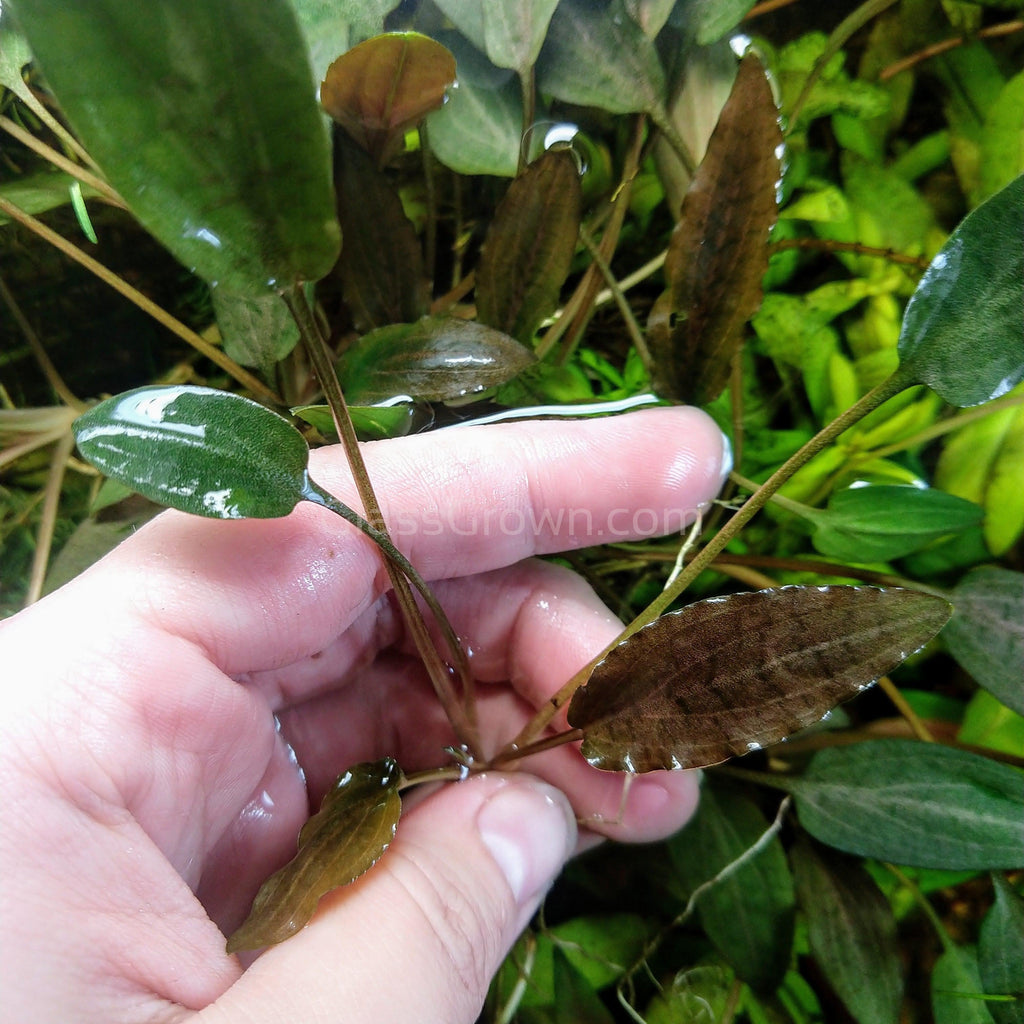 Grower's Choice Cryptocoryne (6 Plants)