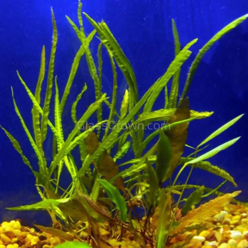 Grower's Choice Cryptocoryne (6 Plants)