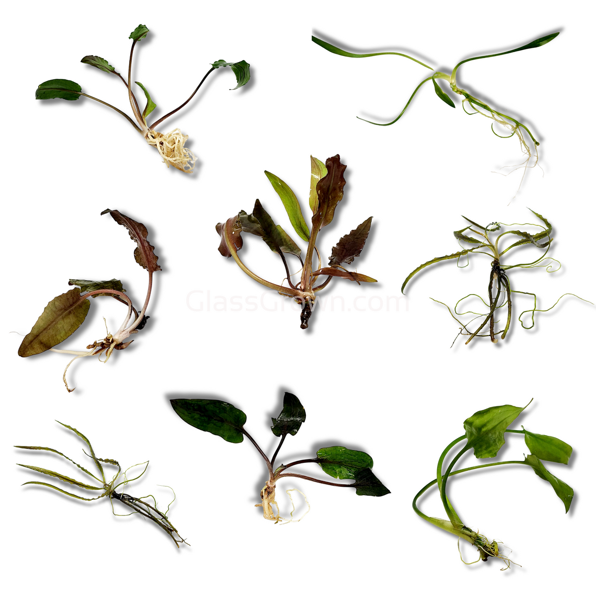 Grower's Choice Cryptocoryne (6 Plants)