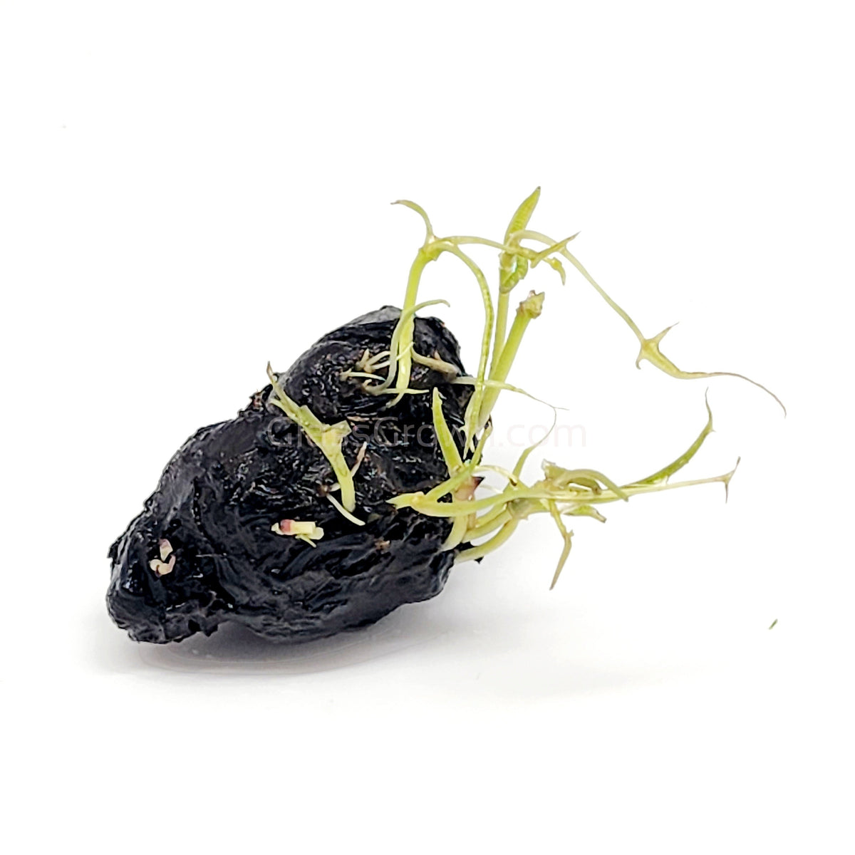 Dwarf Aquarium Lily Bulb