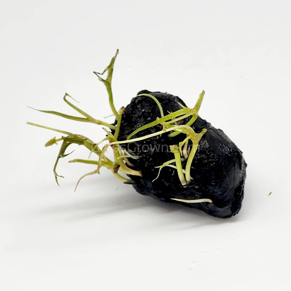 Dwarf Aquarium Lily Bulb