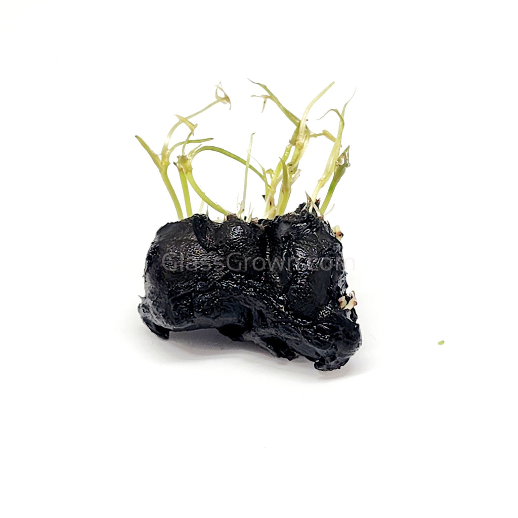 Dwarf Aquarium Lily Bulb