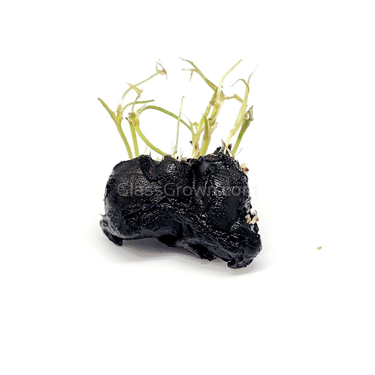 Dwarf Aquarium Lily Bulb