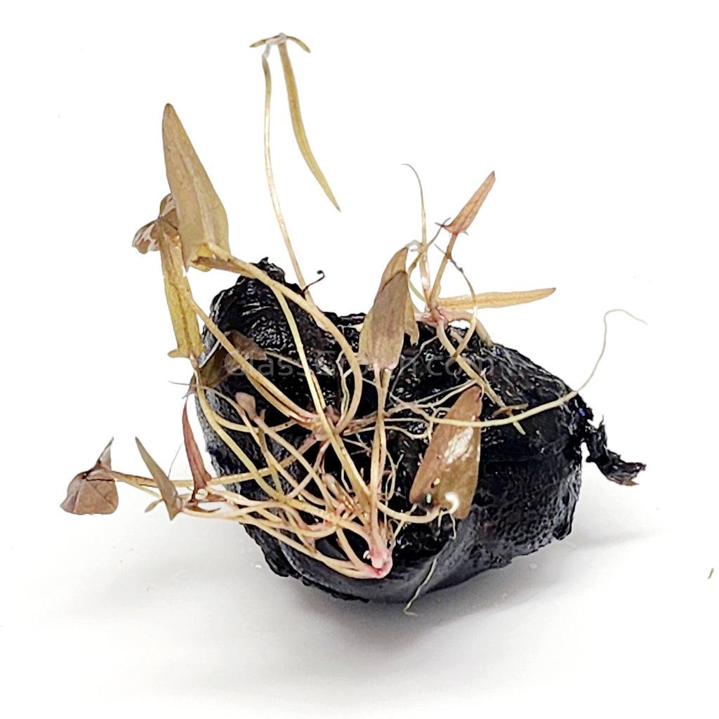 Dwarf Aquarium Lily Bulb