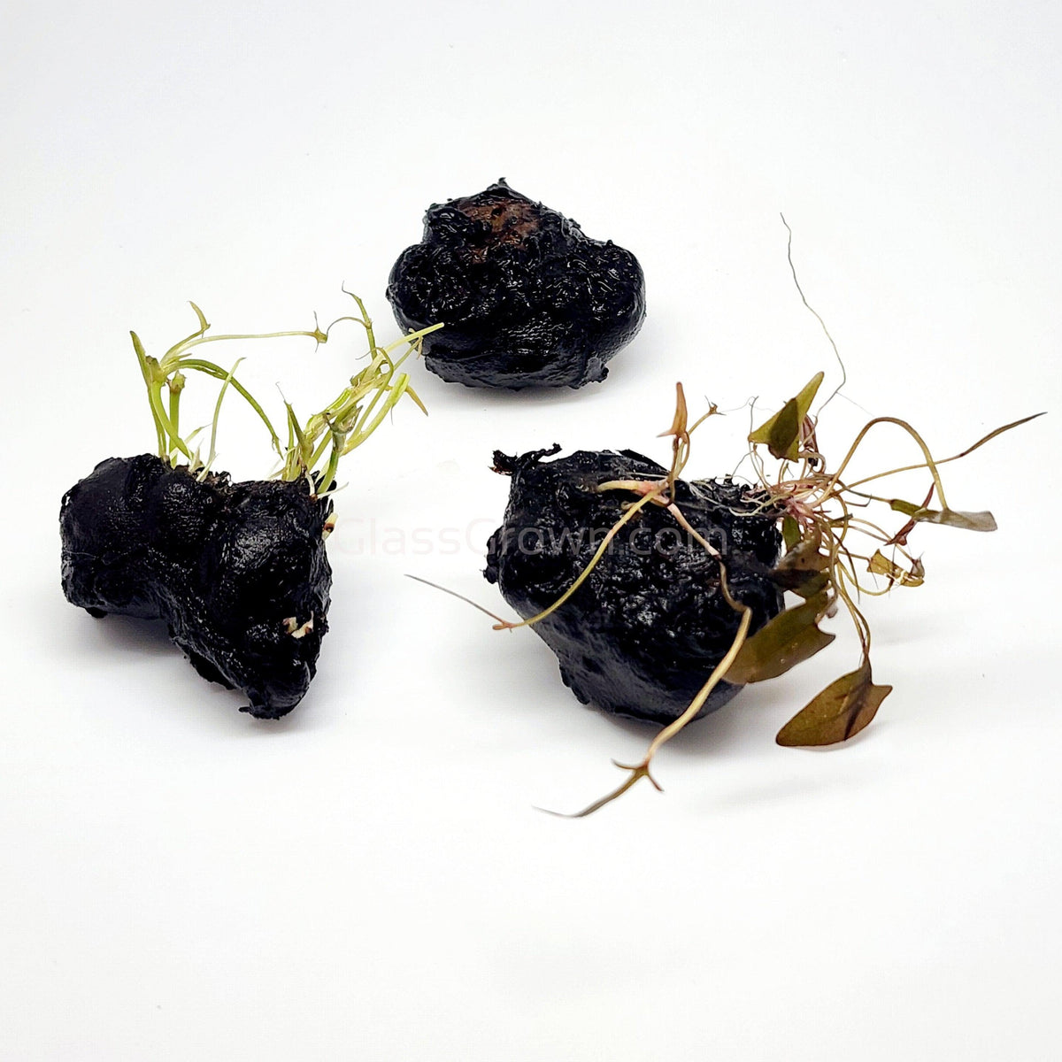 Dwarf Aquarium Lily Bulb