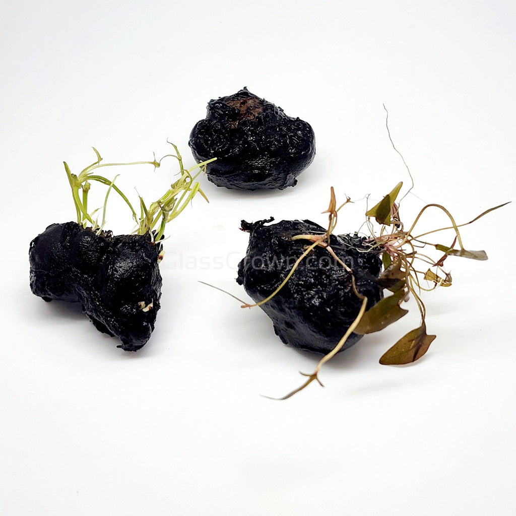Dwarf Aquarium Lily Bulb