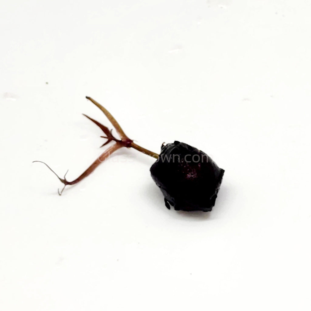 Red Tiger Lotus Bulb