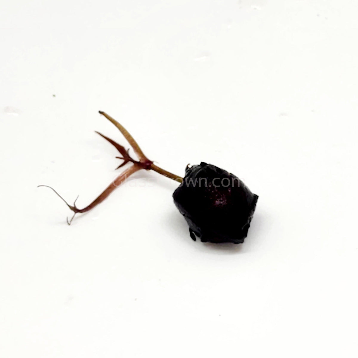 Red Tiger Lotus Bulb