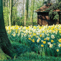 Daffodils for Shade Mix