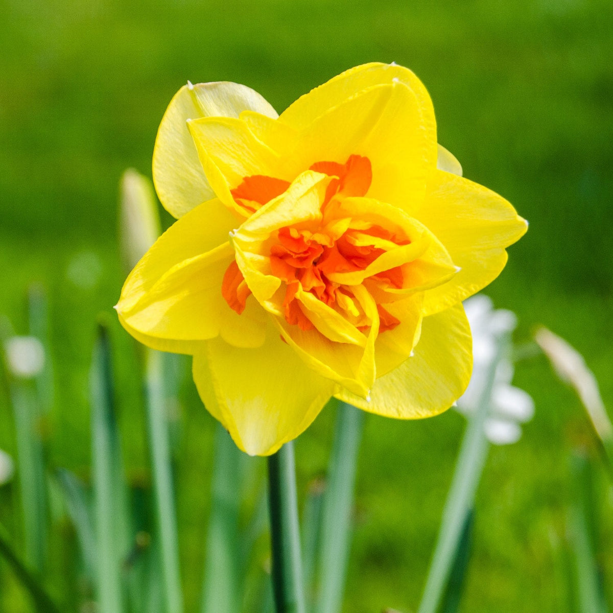 Narcissus - Daffodil Tahiti
