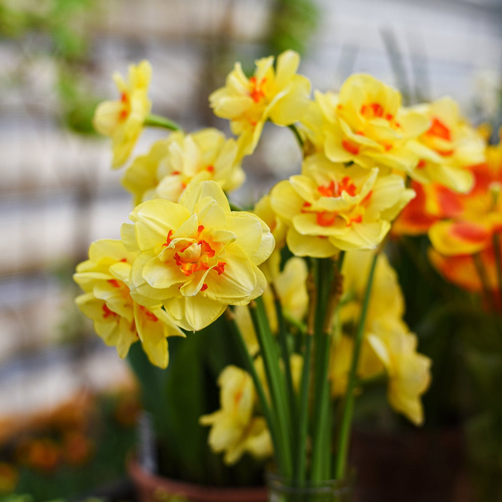 Narcissus - Daffodil Tahiti