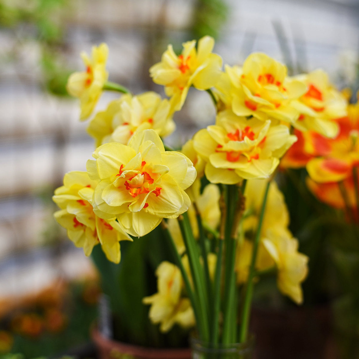 Narcissus - Daffodil Tahiti