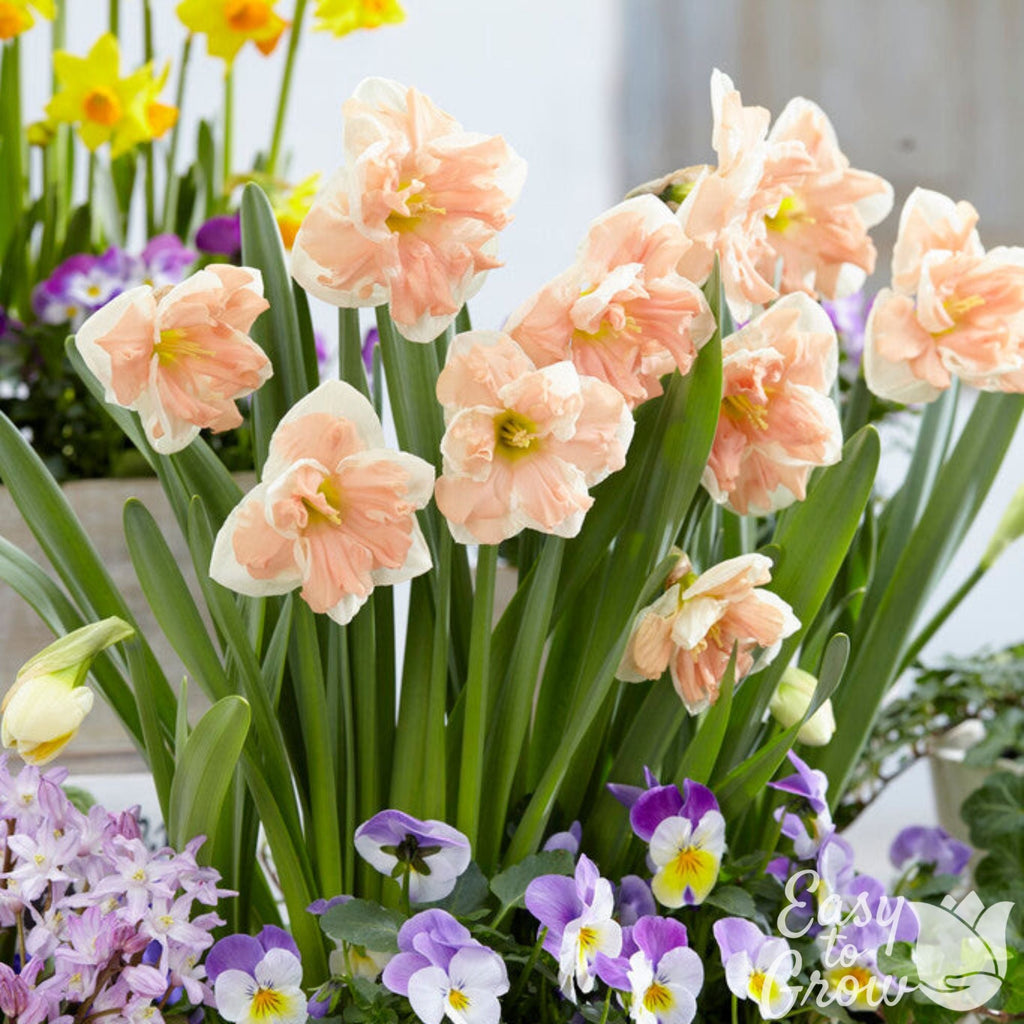 Narcissus - Daffodil Apricot Whirl