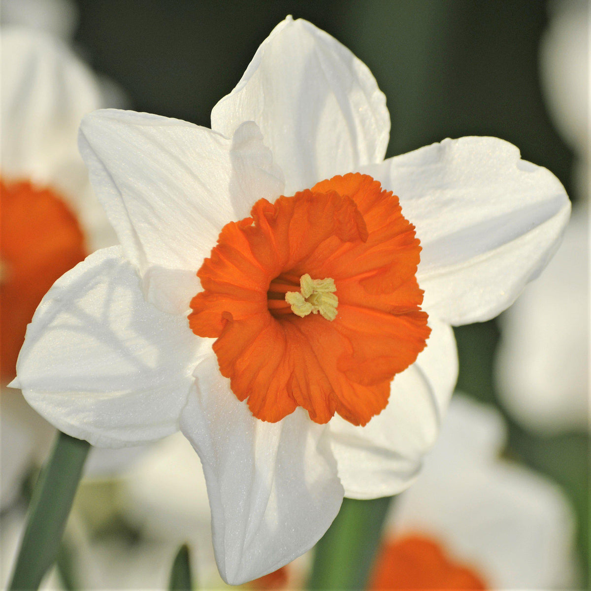 Narcissus - Daffodil Barrett Browning