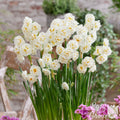 Narcissus - Daffodil Bridal Crown