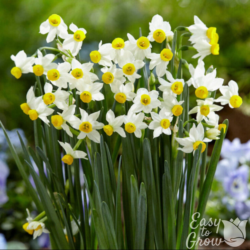 Narcissus - Daffodil Canaliculatus