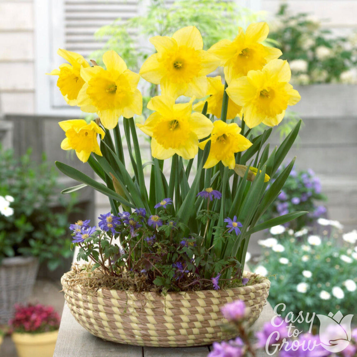 Narcissus - Daffodil Carlton