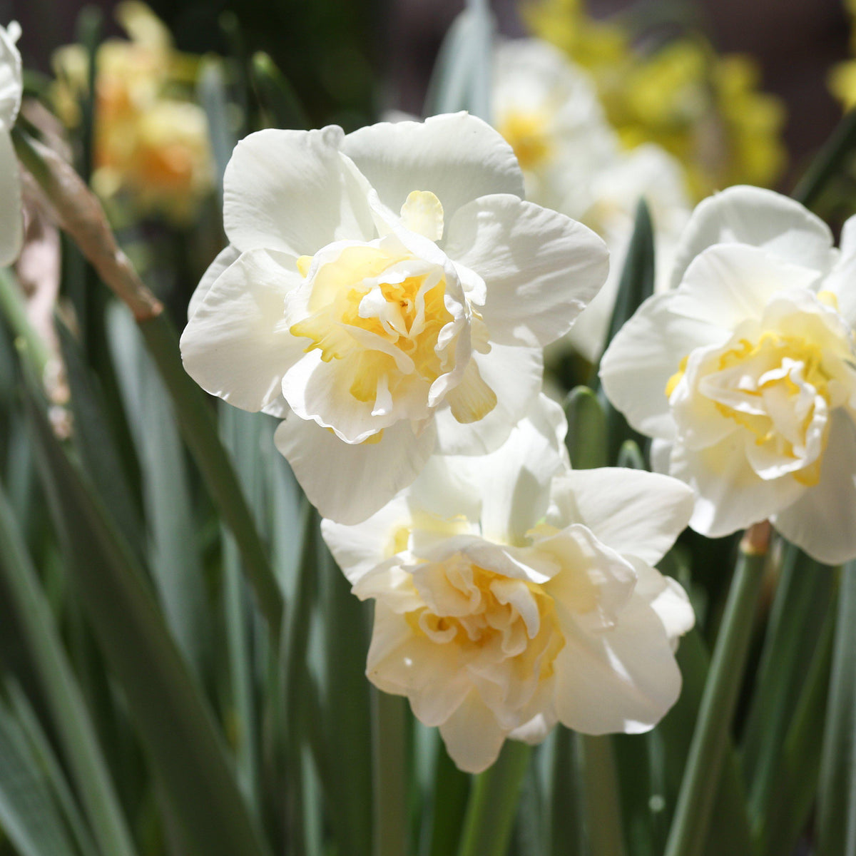 Narcissus - Daffodil White Lion