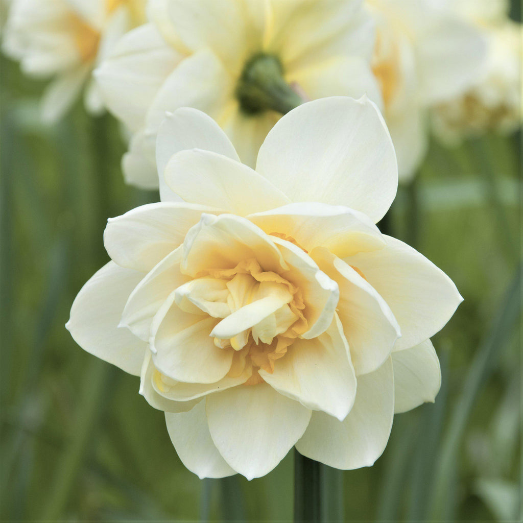 Narcissus - Daffodil White Lion