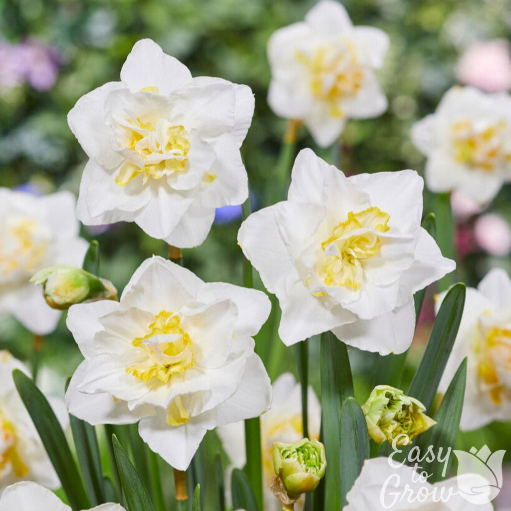 Narcissus - Daffodil White Lion