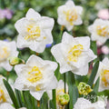 Narcissus - Daffodil White Lion