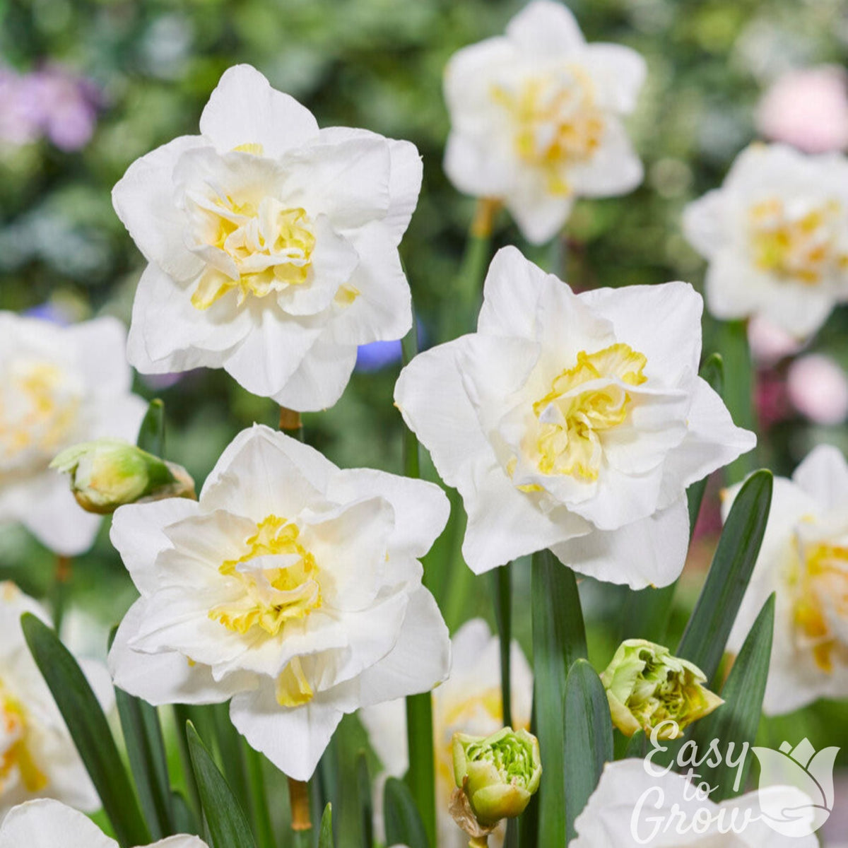 Narcissus - Daffodil White Lion