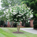 Crape Myrtle 'Sarah's Favorite'
