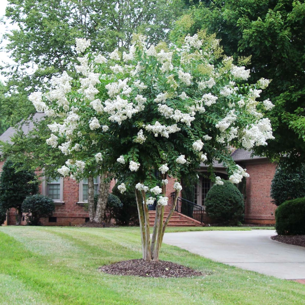 Crape Myrtle 'Sarah's Favorite'