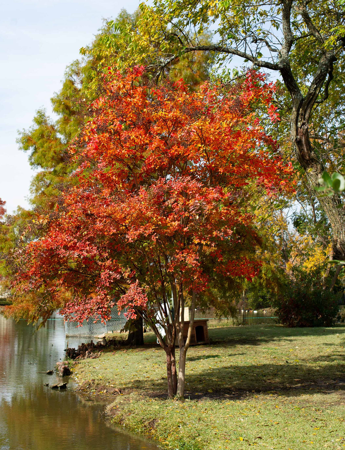 Crape Myrtle 'Sarah's Favorite'