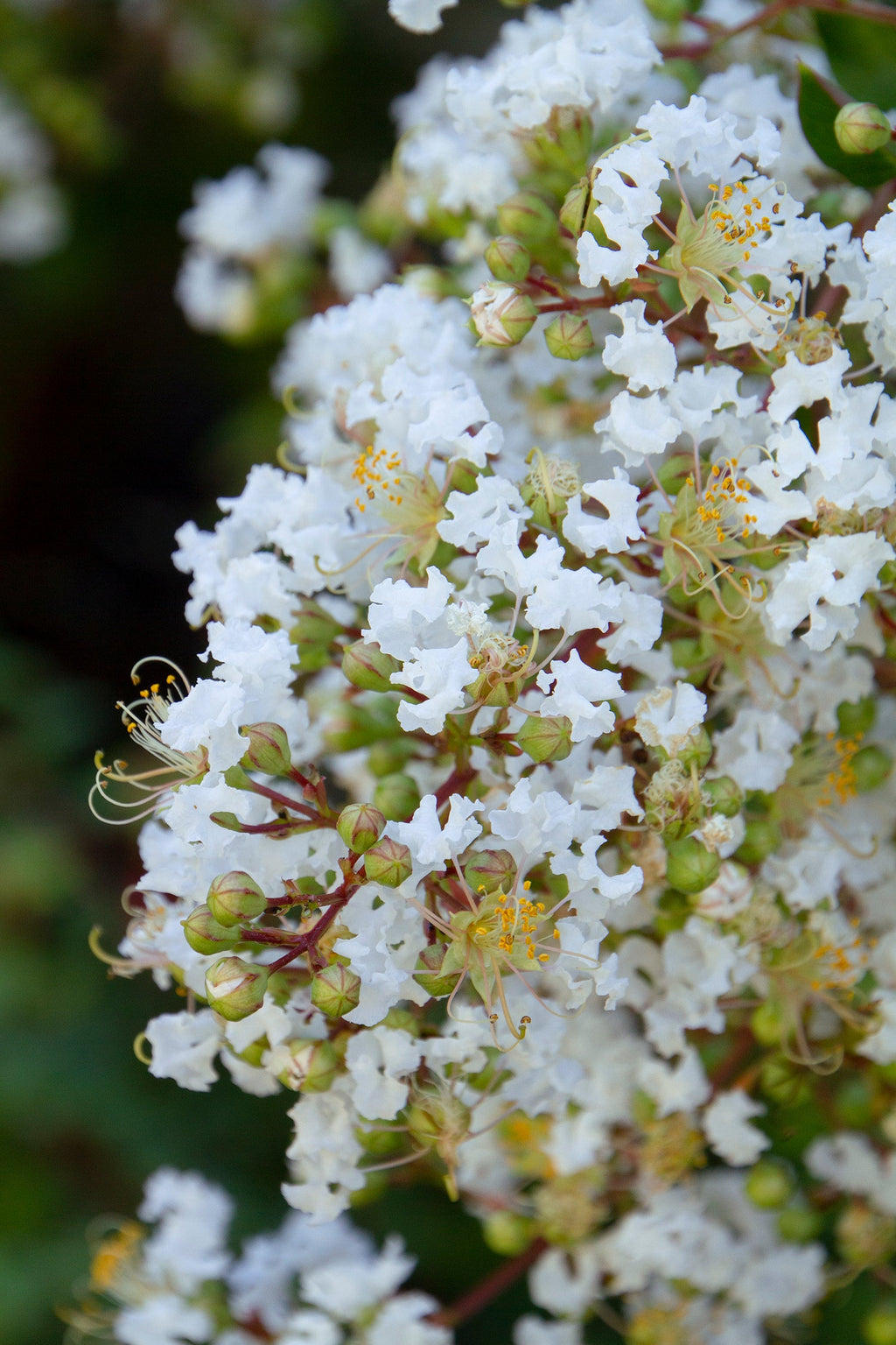 Crape Myrtle 'Sarah's Favorite'