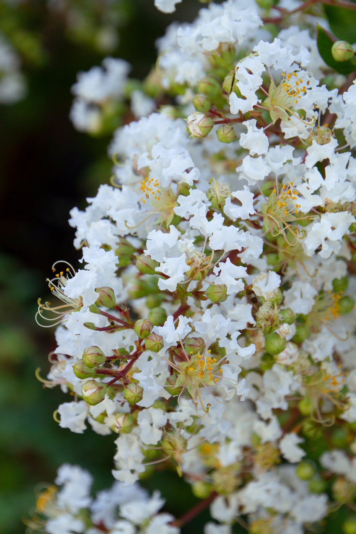 Crape Myrtle 'Sarah's Favorite'